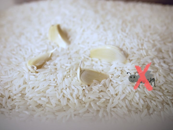 Mẹo bảo quản gạo để lâu không lo bị mọt - Ảnh 3.