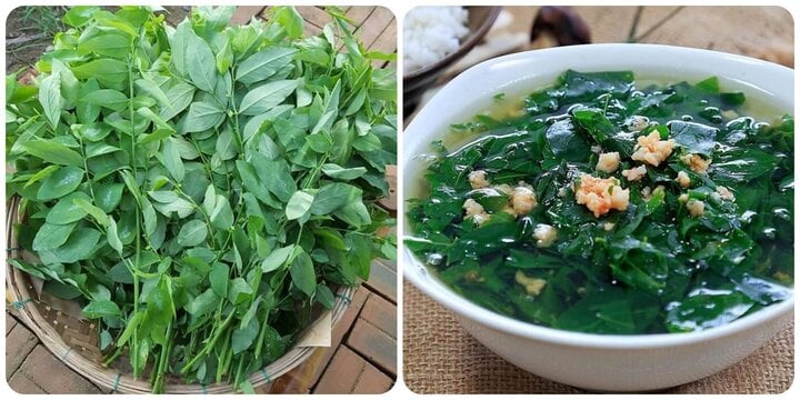 Rau ngót cực bổ dưỡng nhưng lại 