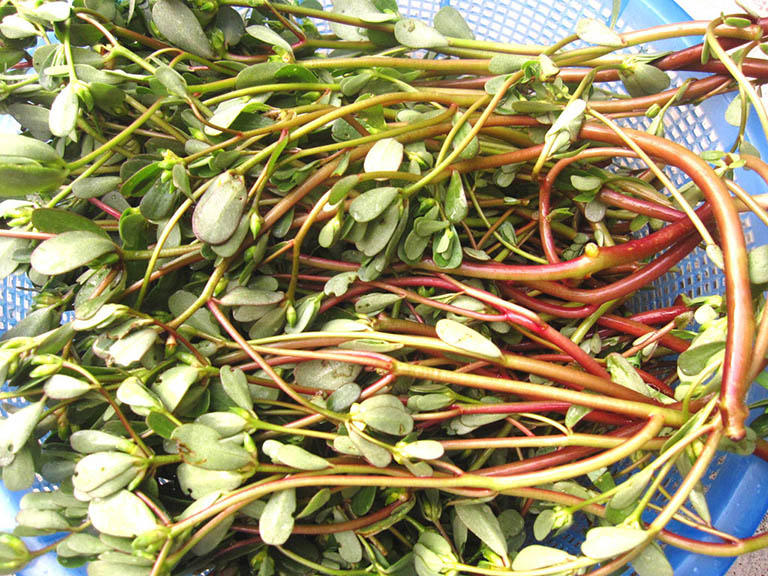 Loại rau mọc dại ở Việt Nam lại là “thuốc” chống ung thư, tốt cho tim mạch, được ưa chuộng ở nhiều quốc gia- Ảnh 2.