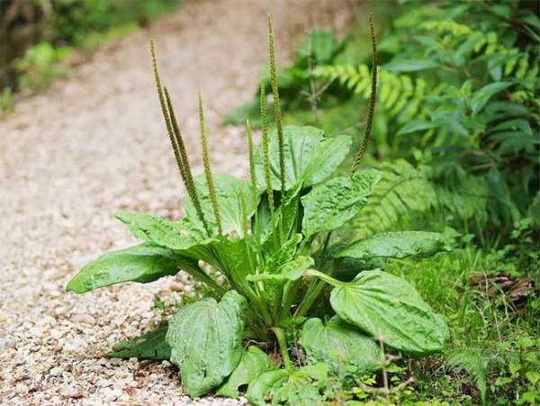 Một loại “cỏ bổ thận” chuyên mọc hoang ở ruộng rau hóa ra có rất nhiều công dụng 1